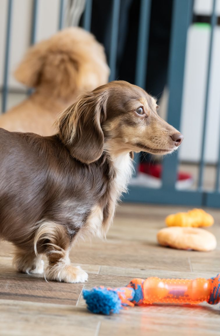 犬の写真