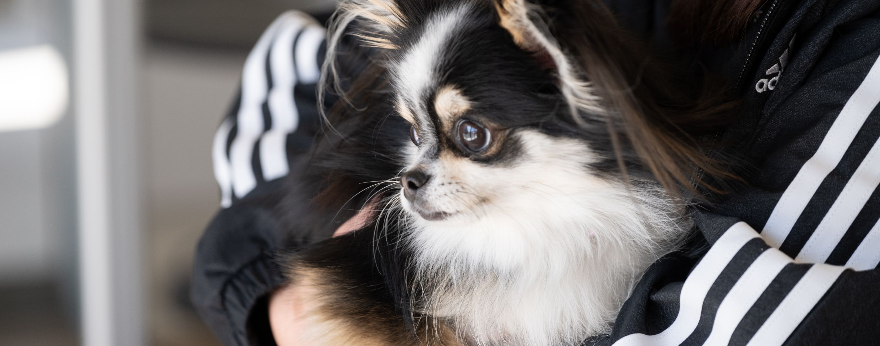 スタッフに抱きしめられている犬の写真