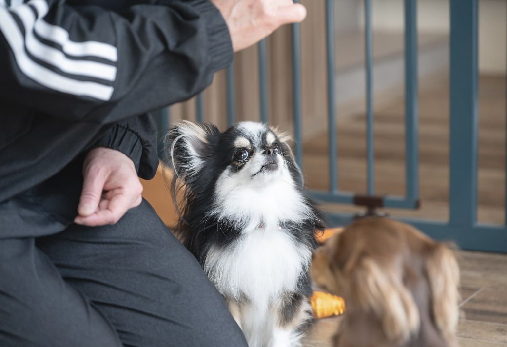 スタッフと犬の写真