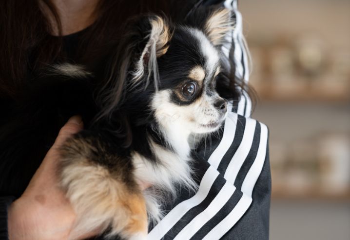 犬が抱っこされている写真