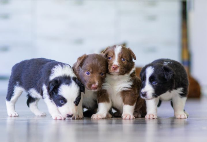 ４匹の仔犬の写真