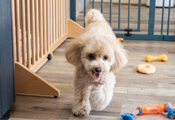 犬が遊んでいる写真