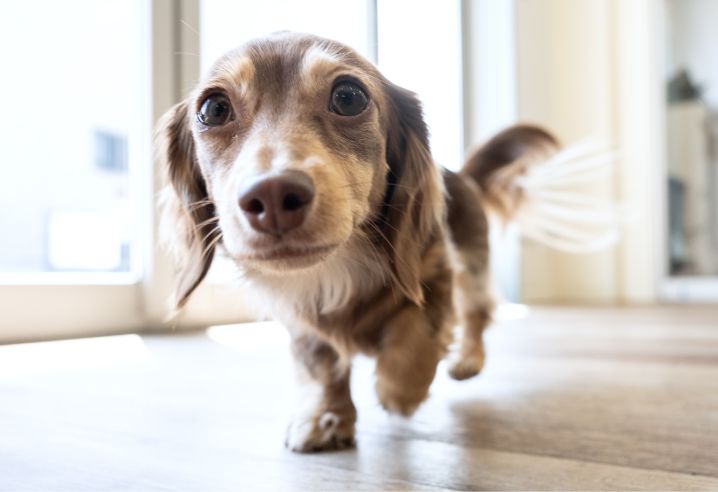 犬が施設内で歩いている写真